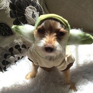 Doggie Yoda sweater